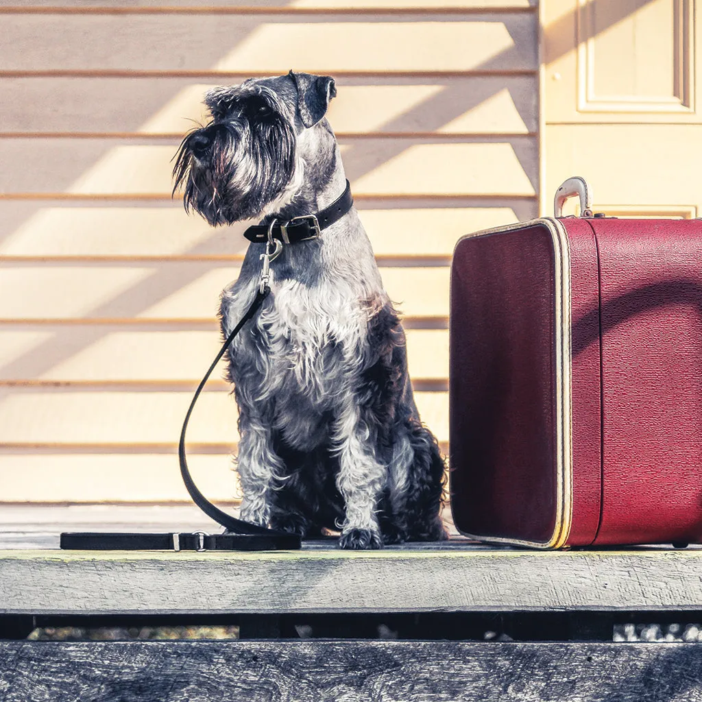 EZYDOG Oxford Leather Lead - Brown